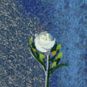 Single White Rose On Blue Poster