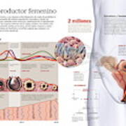 Sistema Reproductor Femenino Poster