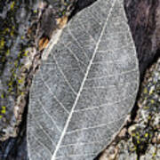 Skeleton Leaf On Tree Trunk Poster