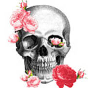 Skull With Pink Roses Framed Art Print Poster