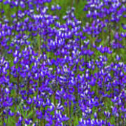 Sky Lupine Dry Creek Canyon Poster