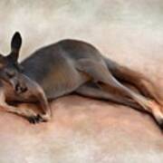 Sleeping Kangaroo Poster