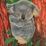 Sleeping Koala Poster