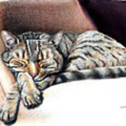 Sleeping Tabby Cat Poster