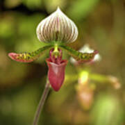 Slipper Orchid Poster