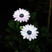 Small Gorgeous Daisy Beauties In The Evening Garden Poster