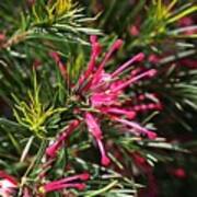 Small Pink Grevellea Flower Australian Native Poster
