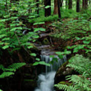 Small Stream And Ferns Poster