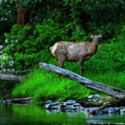 Elk Among The Mountain Laurel Poster