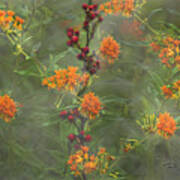 Smoky Mountains Blackberries And Butterfly Weed Poster