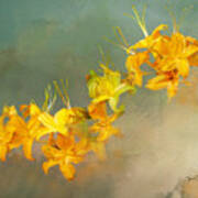 Smoky Mountains Wildflower Flame Azaleas Poster