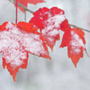 Snow Covered Red Maple Leaves Poster