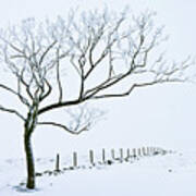Snow Covered Tree And Fence, Peak District, England Poster