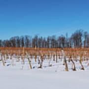 Snow Covered Vineyards Poster