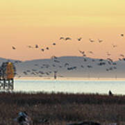 Snow Geese At Fraser River Delta Foreshore Poster