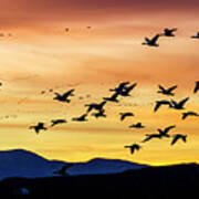 Snow Geese Flying Into The Sunset Poster