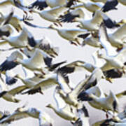 Snow Geese Galore Poster