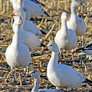 Snow Goose At Bernardo Poster