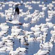 Snow Goose Over Flock Poster