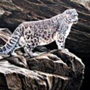 Snow Leopard On Rock Poster