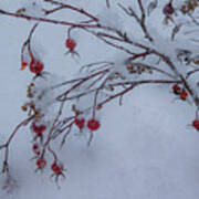 Snow On Winter Wild Rose Hips Poster