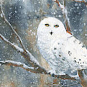 Snow Owl - Canada Poster