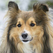 Snow Sheltie Poster