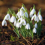 Snowdrops Poster
