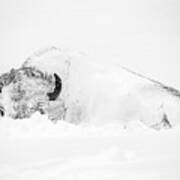 Snowy Buffalo Poster