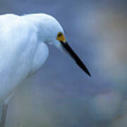 Snowy Egret 27a Poster