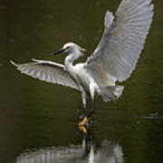 Snowy Egret Landing Poster