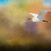 Snowy Egret Poster