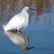 Snowy Egret Reflection Poster
