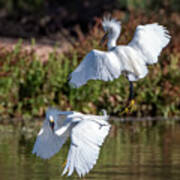 Snowy Egrets 7002-052721-2 Poster