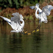 Snowy Egrets 7013-052721-2 Poster