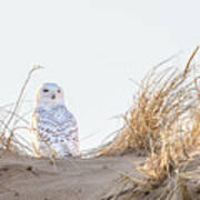 Snowy Owl In The Dunes Poster