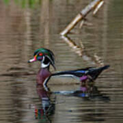 Solo Wood Duck Poster