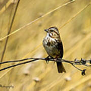 Song Sparrow Poster