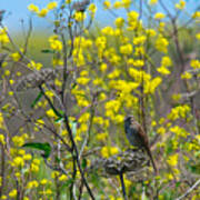 Song Sparrow Spring Poster