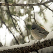 Songbird In Winter Poster