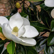 Southern Magnolia Flower Poster