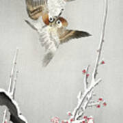 Sparrows And Snowy Plum Tree Poster