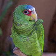Spectacled Amazon Parrot Poster