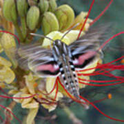 Sphinx Moth Poster