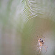 Spider On Dewy Web Poster