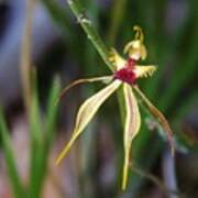 Spider Orchid Poster