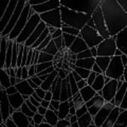 Spider Web I Bw Poster