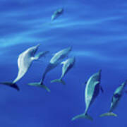 Spinner Dolphins Off Coast Of Kauai With Leader Clearly Winning Poster