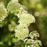 Spiraea Cantoniensis Poster