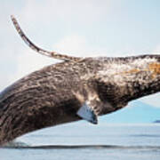 Splash Heard Around The World - Whale Art Poster